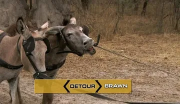 Be Safe and Don't Hit a Cow